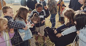 Kindergarten students touch a 2-month-old calf.