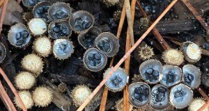 “Bird’s nest” fungi (Nidulariaceae) https://edis.ifas.ufl.edu/pp361