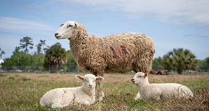 Sheep and lambs in a pasture.