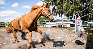 A horse participating in a teaching demonstration at the Horse Teaching Unit.