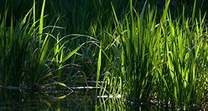 Grasses growing on the edge of springs at Ichetucknee Springs State Park, Florida. UF/IFAS Photo by Tyler Jones. 