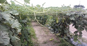 Long squash vines on trellis.