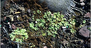 Liverwort (Marchantia polymorpha)