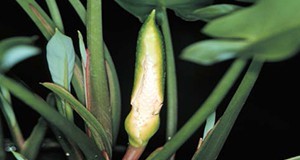 Spathe and spadix inflorescence of arrow arum