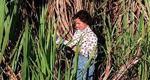 Rosa Muchovej taking notes on the growth of sugarcane near Clewiston