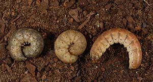 Granulate cutworm larvae. 