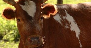 Closeup of a bull.