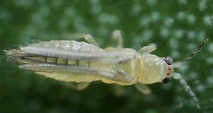 Chilli thrips, Scirtothrips dorsalis (Hood) adult.