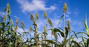 Sorghum.