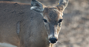 A deer at a commercial deer farm.