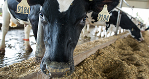 A dairy cow.