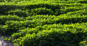 Rows of peanuts ready to be harvested.