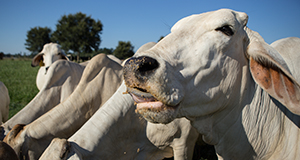 Beef cattle feeding in pasture. UF/IFAS Photo by Tyler Jones.