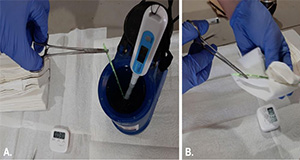 Proceso de descongelación del semen. A. Monitoreo de la temperatura del agua con control del tiempo para una garantizar una correcta descongelación. B. Secado adecuado de la pajilla de semen. Créditos: Daniela Cortés-Beltrán y Angela Gonella, University of Florida.