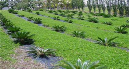 Perennial peanut as living mulch for rows in palm plantation.