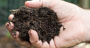 A handful of compost soil.