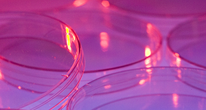 Petri dishes for cell culture, bathed in pink light.